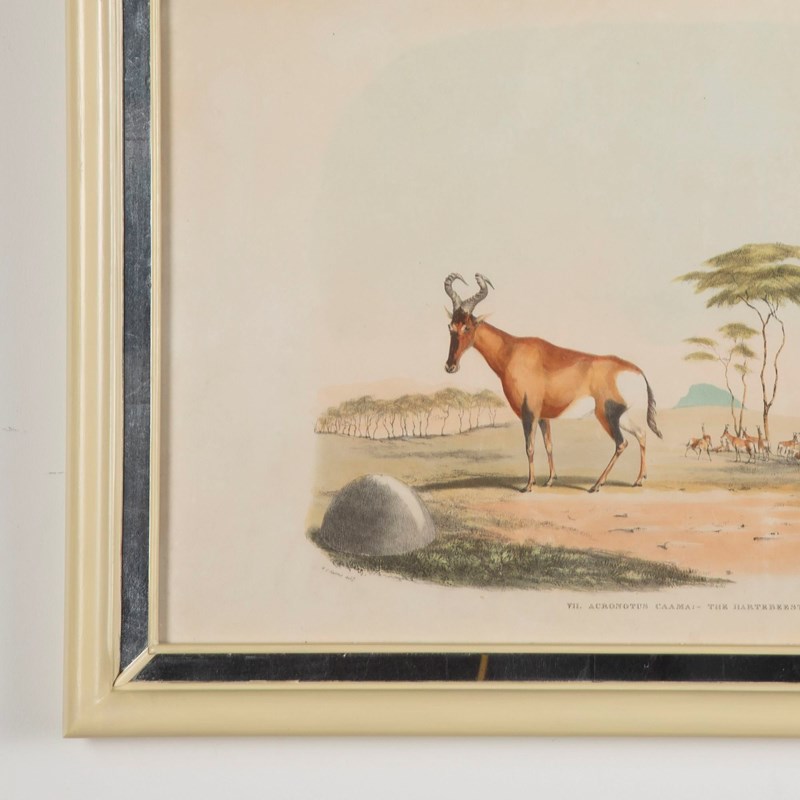 19Th Century African Wildlife Lithographs-lorfords-antiques-3-african-wildlife-lithographs-1659105576-544690-main-638153112391099454.jpeg