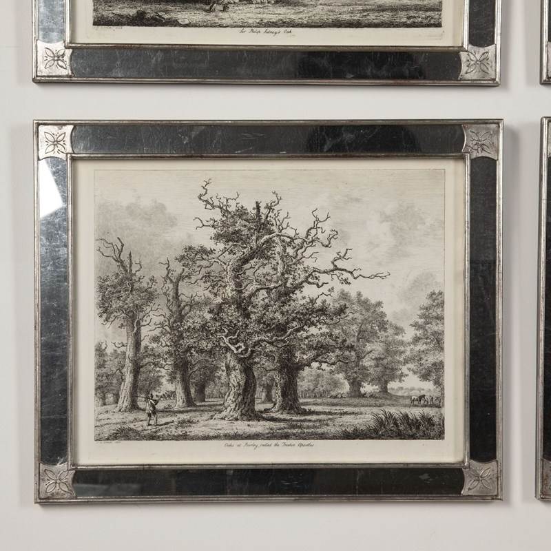 19Th Century Portraits Of British Trees-lorfords-antiques-3-portraits-of-british-trees-1677062934-685359-main-638150125172818491.jpeg