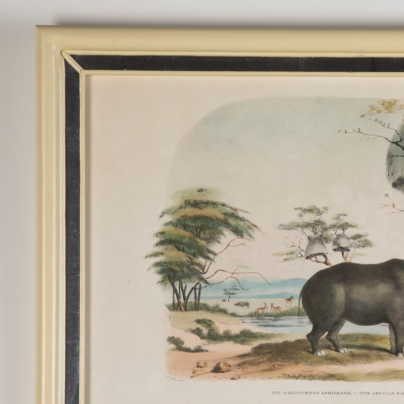 19Th Century African Wildlife Lithographs-lorfords-antiques-4-african-wildlife-lithographs-1659105575-544689-main-638153112431322317.jpeg
