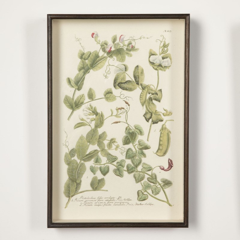 18Th Century Engravings Of Vegetables-lorfords-antiques-4-engravings-of-vegetables-1676641535-680889-main-638150149668968990.jpeg