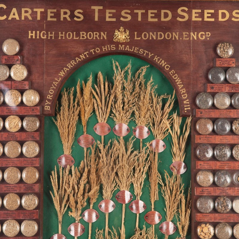 19th Century Carter Tested Seed Wall Display-lorfords-antiques-5-carter-tested-seed-wall-display-1664974645-590256-main-638023304516201600.jpeg