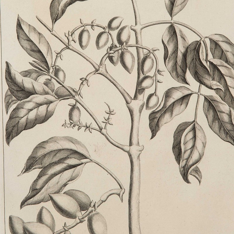 18th Century Engravings by George Eberhard-lorfords-antiques-6-set-of-nine-18th-century-george-eberhard-botanical-engravings-1652689945-495823-main-637920918785915749.jpeg