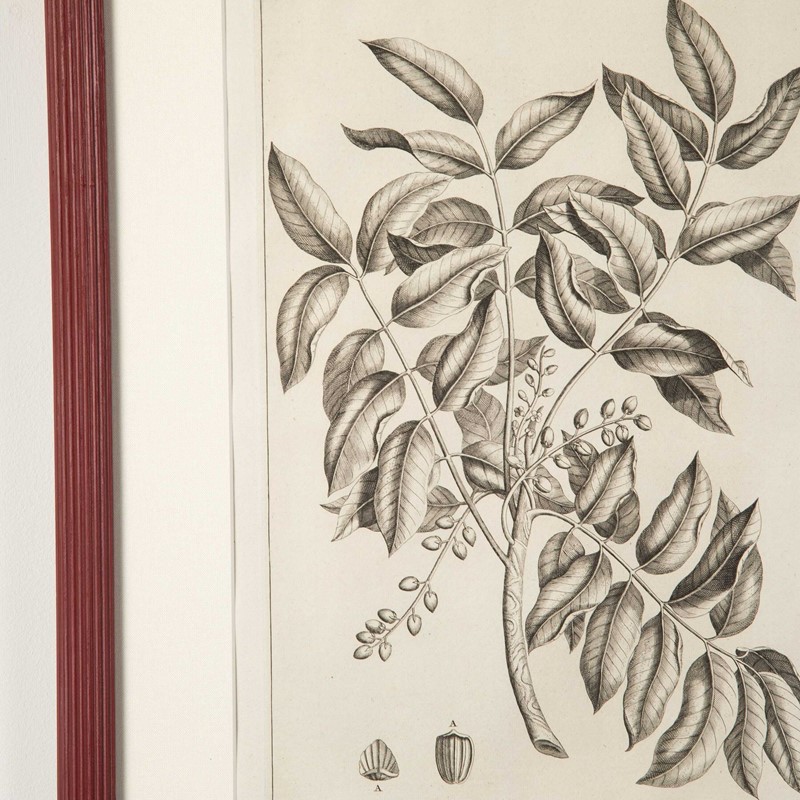 18th Century Engravings by George Eberhard-lorfords-antiques-7-set-of-nine-18th-century-george-eberhard-botanical-engravings-1652689944-495822-main-637920918799509781.jpeg