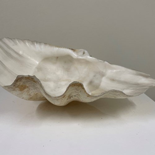 Clam Shell 33Cm