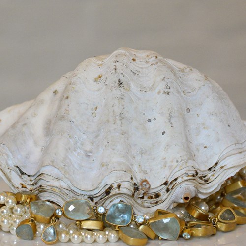 Clam Shell 20Cm Whole