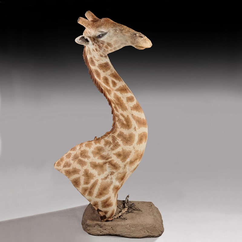  Late 20thC Taxidermy African Bull Giraffe-loveday-1-s-large-main-637432158324971232.jpg