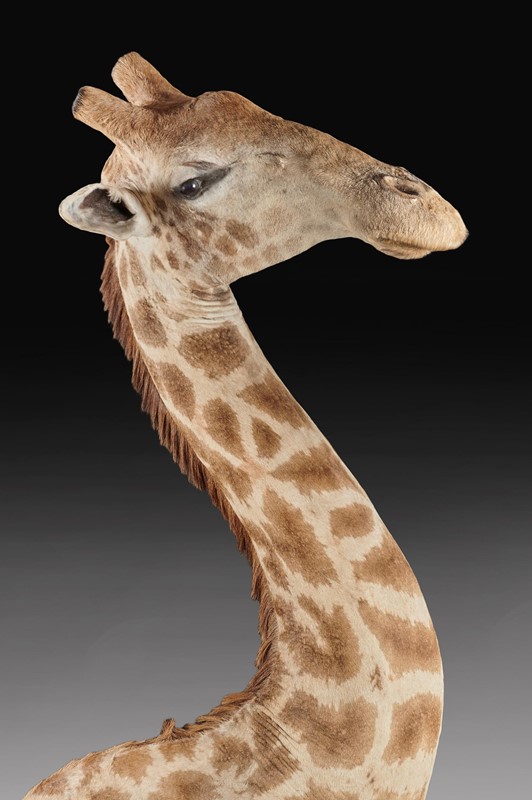  Late 20thC Taxidermy African Bull Giraffe-loveday-giraffe-01-large-main-637432158343252107.jpg