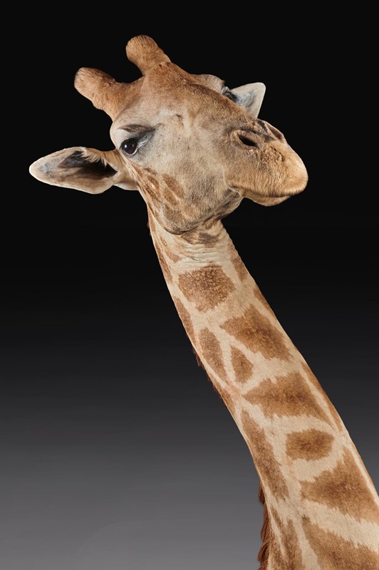  Late 20thC Taxidermy African Bull Giraffe-loveday-giraffe-02-large-main-637432158401845888.jpg