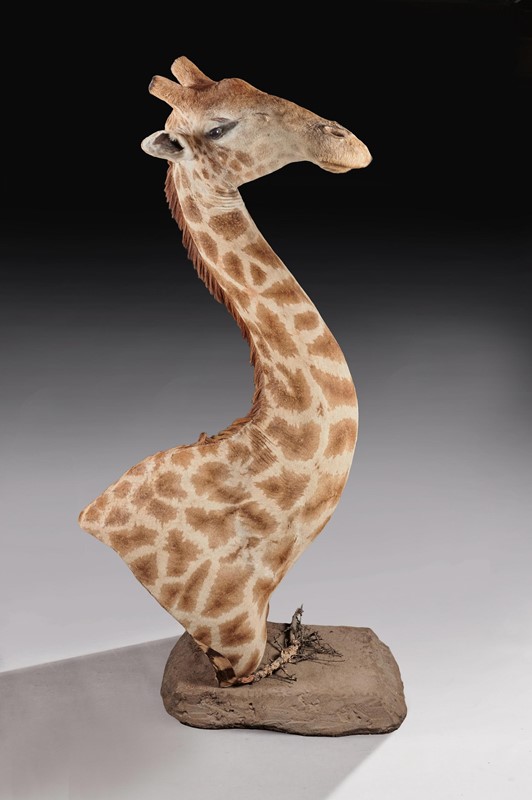  Late 20thC Taxidermy African Bull Giraffe-loveday-giraffe-03-large-main-637432158377783347.jpg