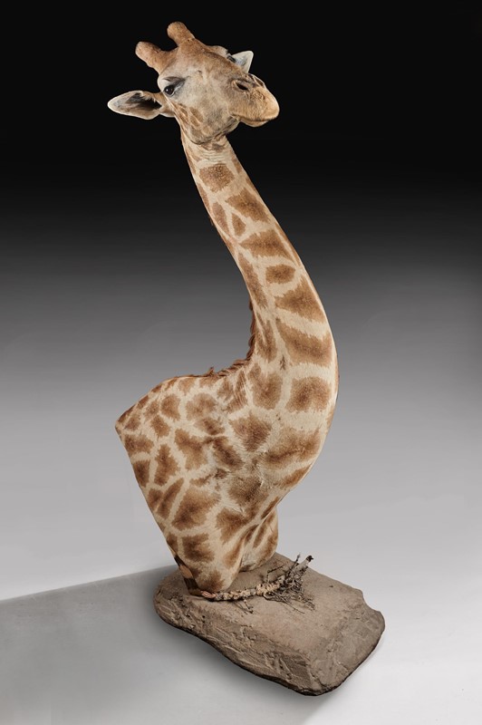  Late 20thC Taxidermy African Bull Giraffe-loveday-giraffe-04-large-main-637432158389658446.jpg