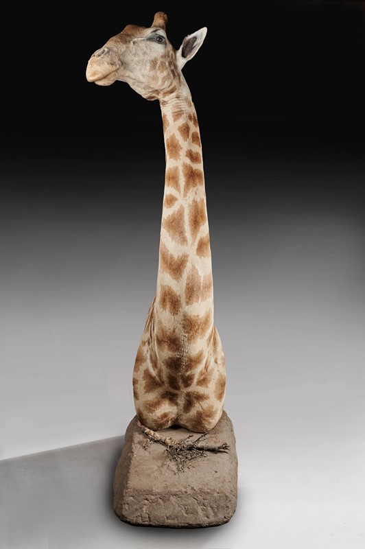  Late 20thC Taxidermy African Bull Giraffe-loveday-giraffe-05-large-main-637432158354814555.jpg