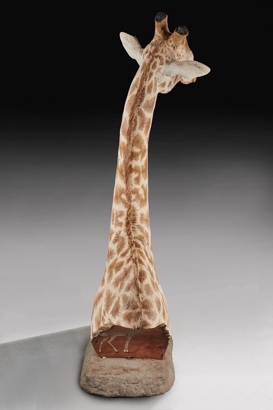  Late 20thC Taxidermy African Bull Giraffe-loveday-giraffe-07-large-main-637432158456533147.jpg