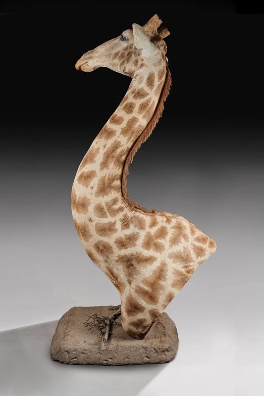  Late 20thC Taxidermy African Bull Giraffe-loveday-giraffe-08-large-main-637432158431376990.jpg