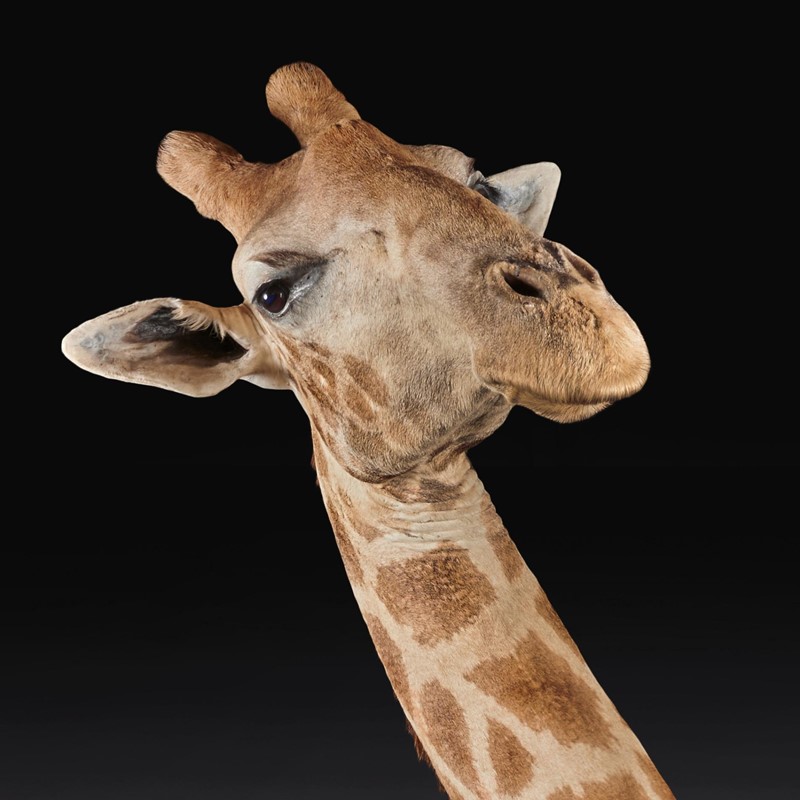  Late 20thC Taxidermy African Bull Giraffe-loveday-sqaure-face-large-main-637432158422158572.jpg