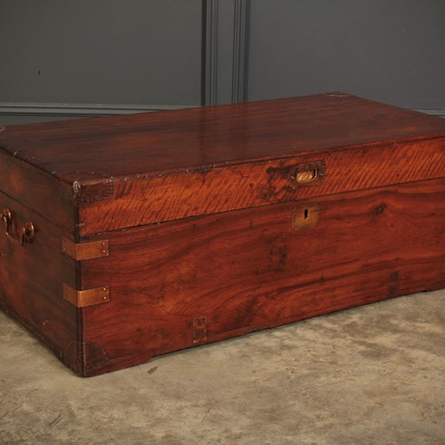 Camphor Wood Trunk