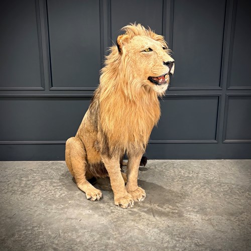 Full Mount Taxidermy Lion 