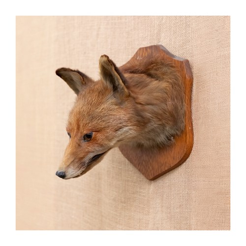 Taxidermy Fox Mask By Potter