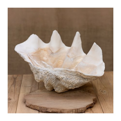 Giant Clam Shell