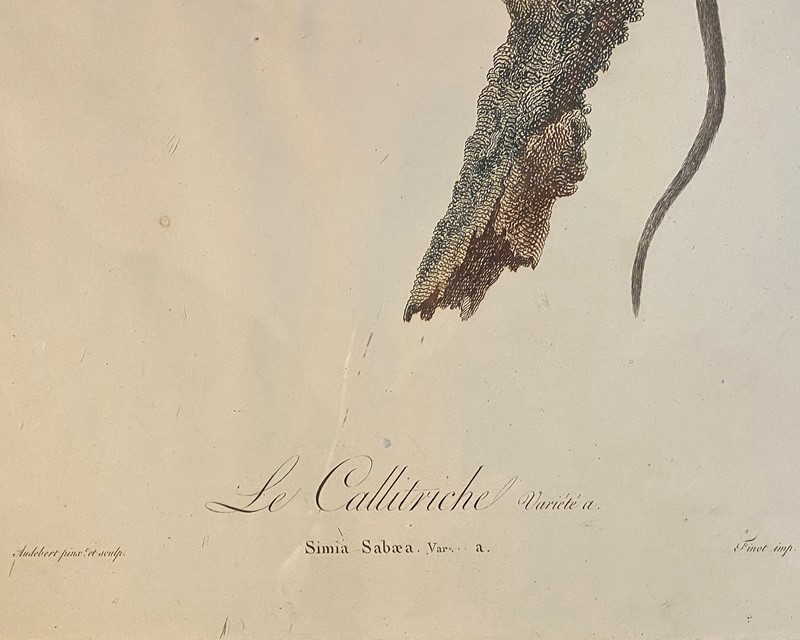 Antique Audebert 'Le Calltriche' Print, circa 1800-luke-honey-monkey---1-2-main-637641094492812393.jpg