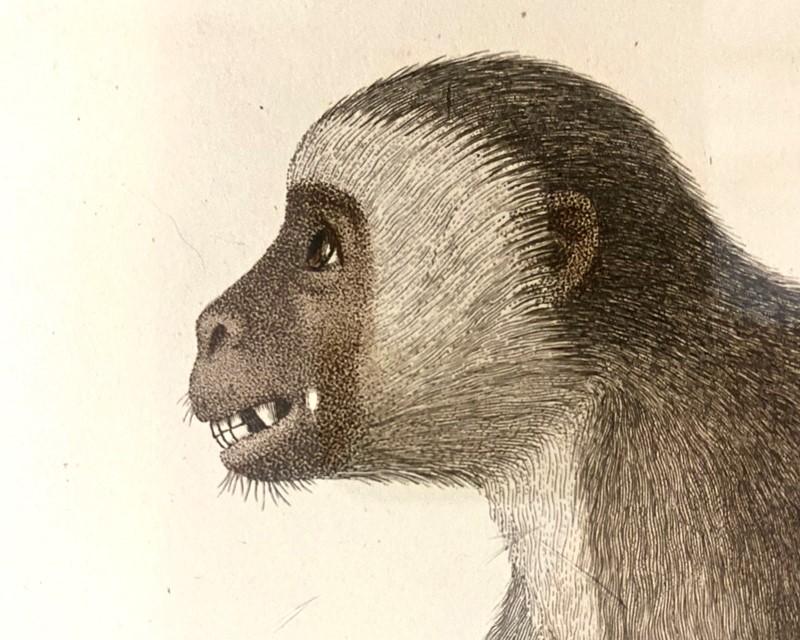 Antique Audebert 'Le Calltriche' Print, circa 1800-luke-honey-monkey---1-6-main-637641094608749387.jpg