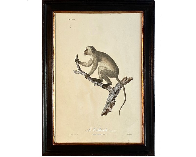 Antique Audebert 'Le Calltriche' Print, circa 1800-luke-honey-monkey---1-7-main-637641094236407189.jpg