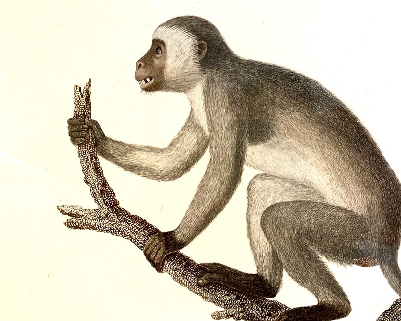 Antique Audebert 'Le Calltriche' Print, circa 1800-luke-honey-monkey---1-main-637641094061407801.jpg