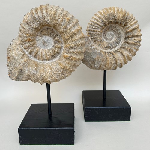 Pair Of Ammonite Fossils