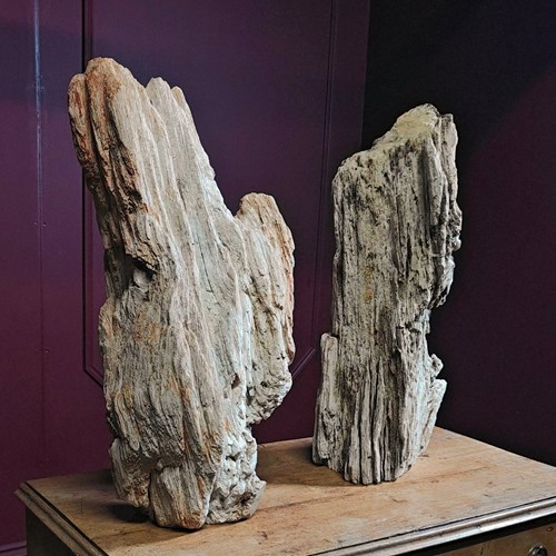 Extremely Large Pair Of Petrified Wood Decorative Samples