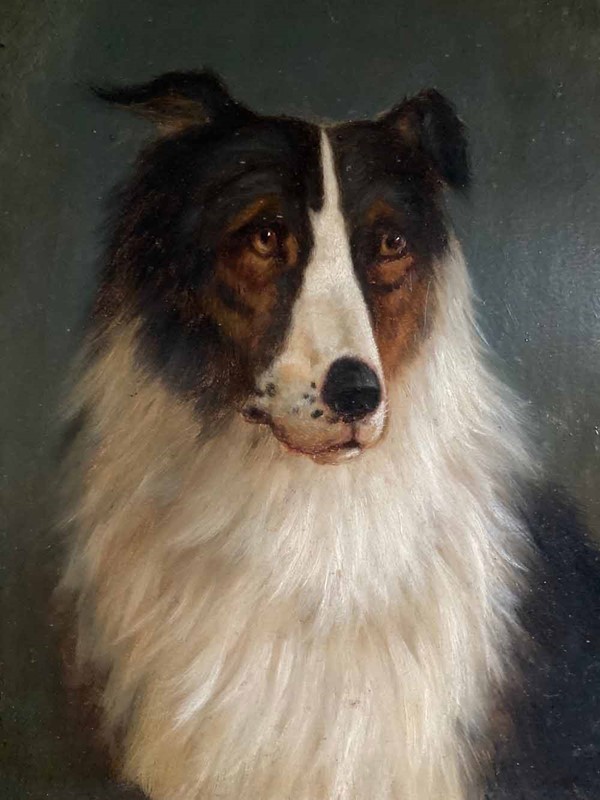 19Th C. Dog Portrait Oil Painting - 'Black Collie'-marc-kitchen-smith-ks7262-img-1700-1000px-main-637591825934767963.jpeg