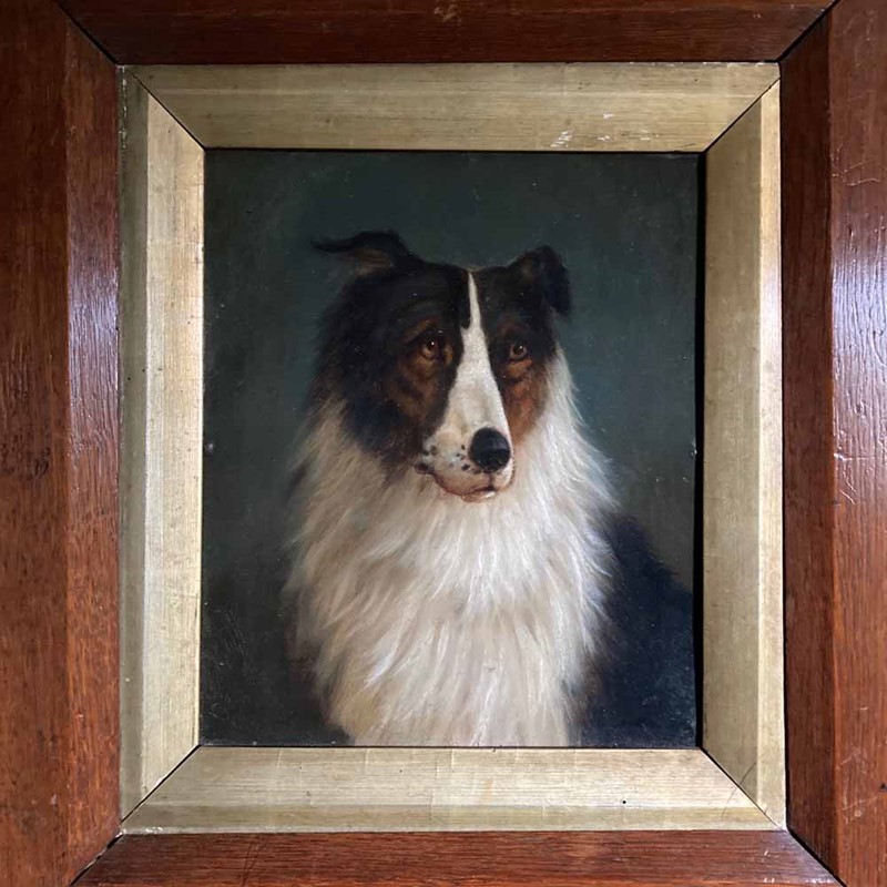 19Th C. Dog Portrait Oil Painting - 'Black Collie'-marc-kitchen-smith-ks7262-img-1704-1000px-main-637591825947423865.jpeg