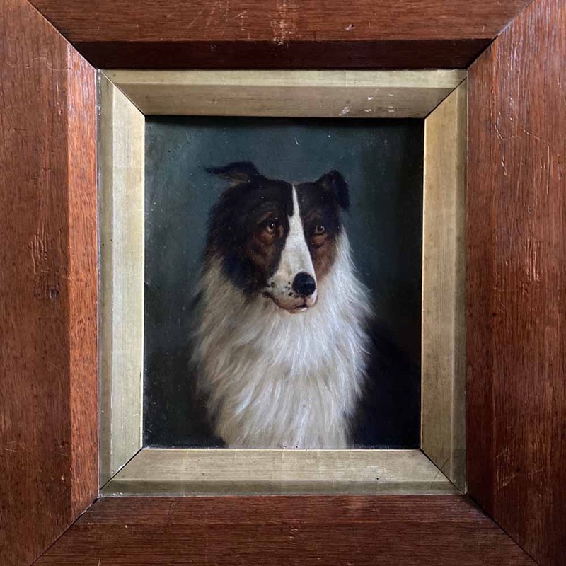 19Th C. Dog Portrait Oil Painting - 'Black Collie'-marc-kitchen-smith-ks7262-img-2054-1000px-main-637591825981955047.jpeg