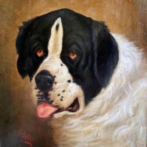 St Bernard Dog Portrait, C.1900