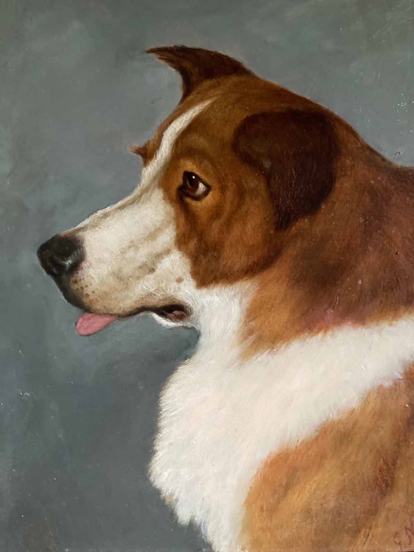 19th C. dog portrait oil painting - 'Brown Collie'-marc-kitchen-smith-ks7265-img-1707-1000px-main-637591834325363071.jpeg