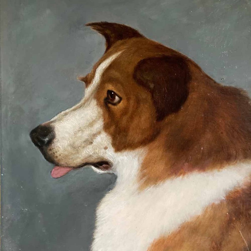 19th C. dog portrait oil painting - 'Brown Collie'-marc-kitchen-smith-ks7265-img-1708-1000px-main-637591834331456770.jpeg