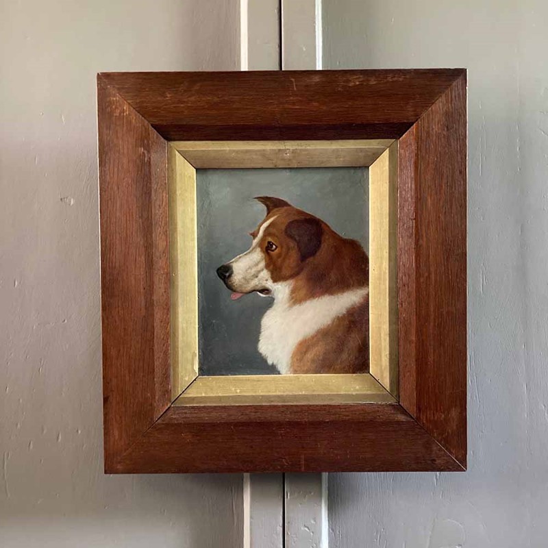 19Th C. Dog Portrait Oil Painting - 'Brown Collie'-marc-kitchen-smith-ks7265-img-2018-1000px-main-637591834340988047.jpeg