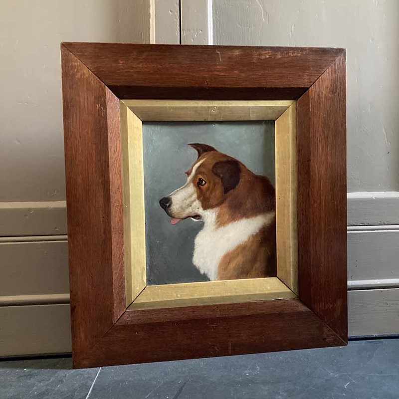 19th C. dog portrait oil painting - 'Brown Collie'-marc-kitchen-smith-ks7265-img-2046-1000px-main-637591834358019061.jpeg