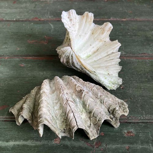 Antique Clam Shells