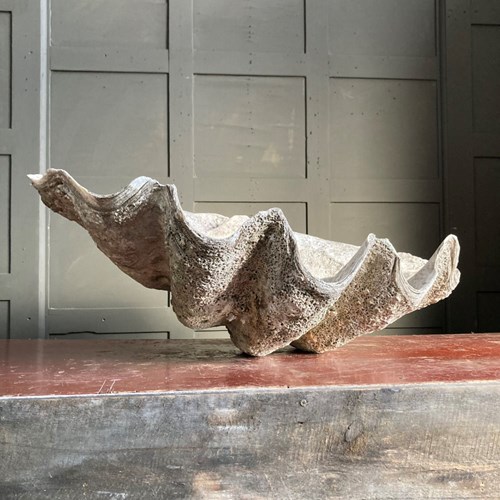 Antique Giant Clam (Tridacna Gigas)