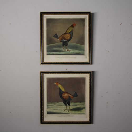 Pair Of English Early 19Th Century Antique Cock Prints