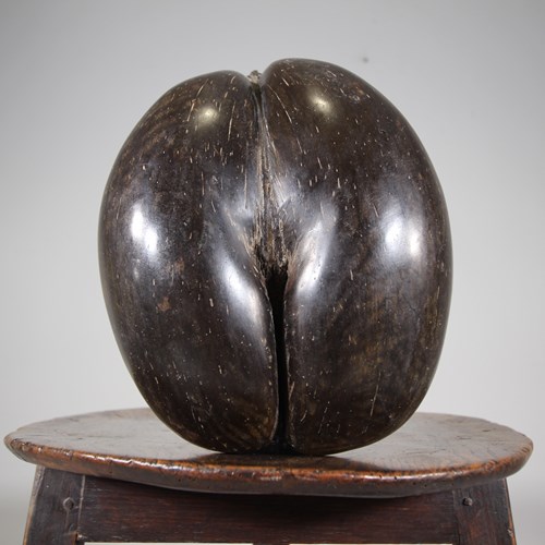 Original Large Wonderful Full Antique Coco De Mer 
