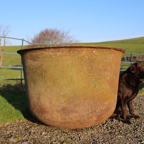 Huge English 19Th Century Antique Cast Iron Planter