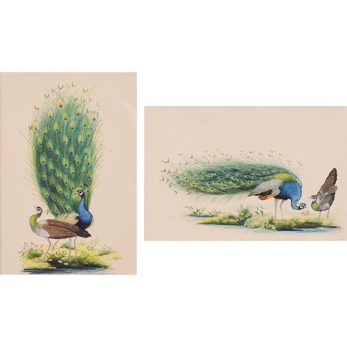 Pair Of Peacock Gouaches 