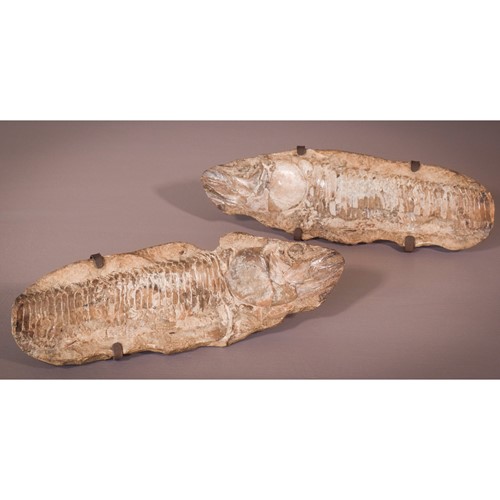 Two Sides Of A Fish Fossil