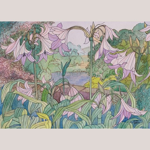 Pink Lilies By Joan Scott - Watercolour