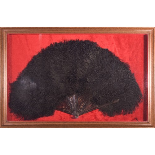 Framed Ostrich Feather Fan