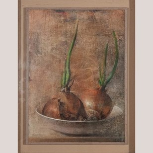 Sprouting Onions Still Life – Artis...