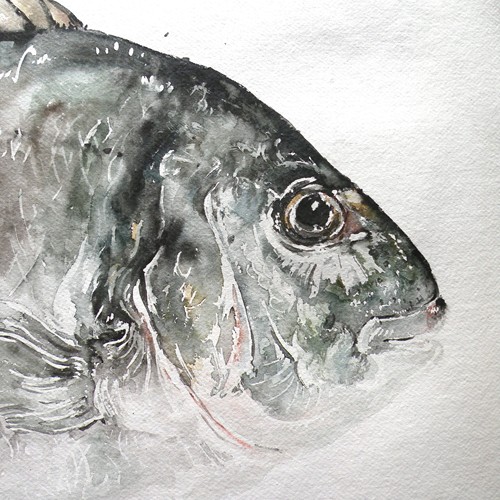Large Original Watercolour Of A Gilt Head Bream 