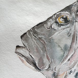 Large Watercolour Of John Dory (2)