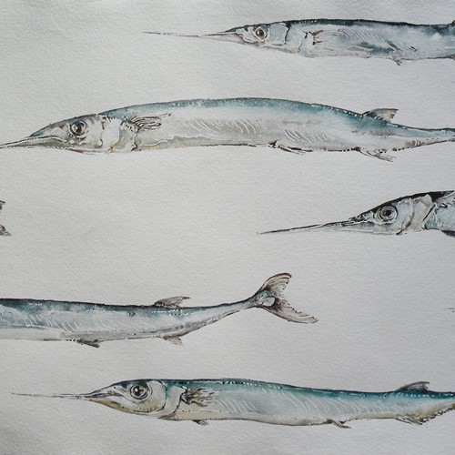 Original Watercolour - Shoal Of Garfish 