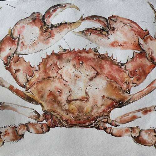 Large Original Watercolour Of A Cooked Crab